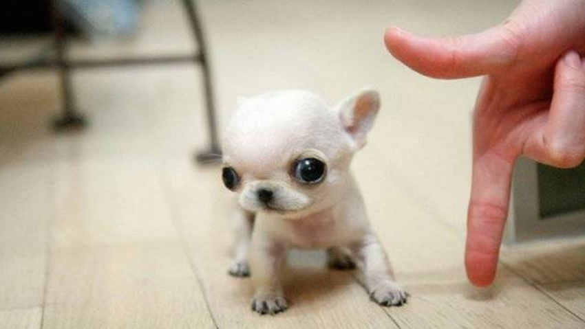 a tiny dog