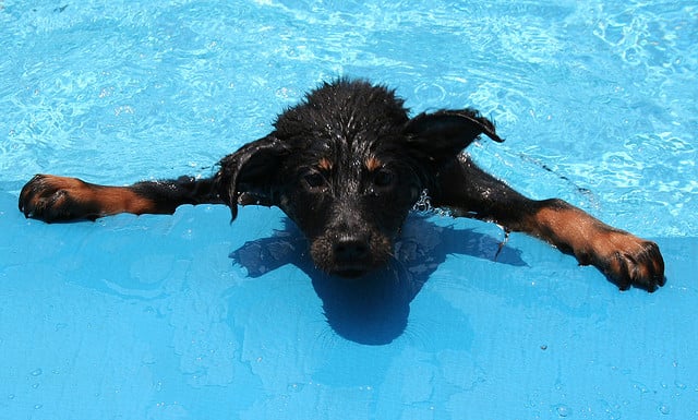 23 Wet Animals That Are Too Adorable For Words « Paw My Gosh