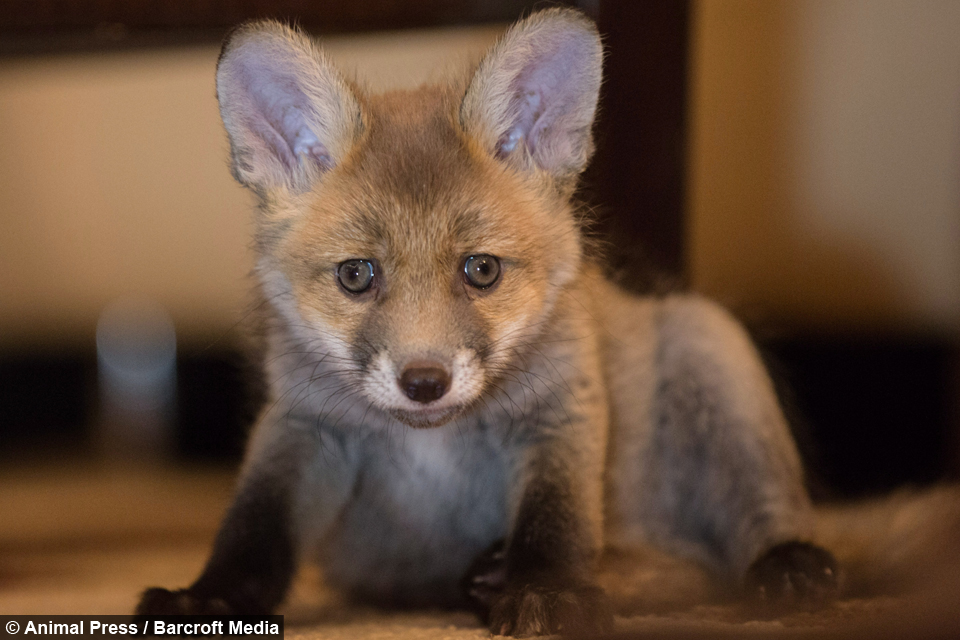 They Found An Orphaned Baby Fox. But When The Dog Stepped In… Oh My! « Paw My Gosh