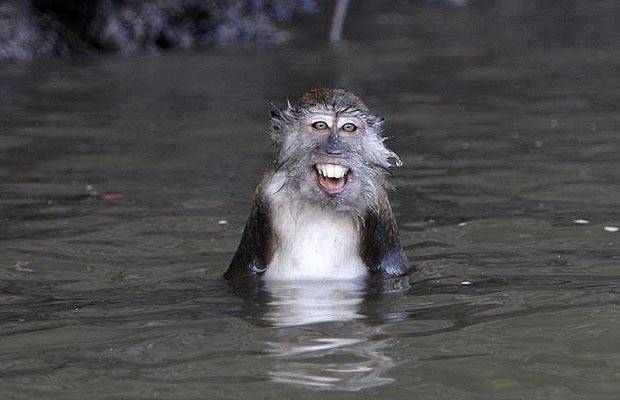 16 Adorably Wet Animals