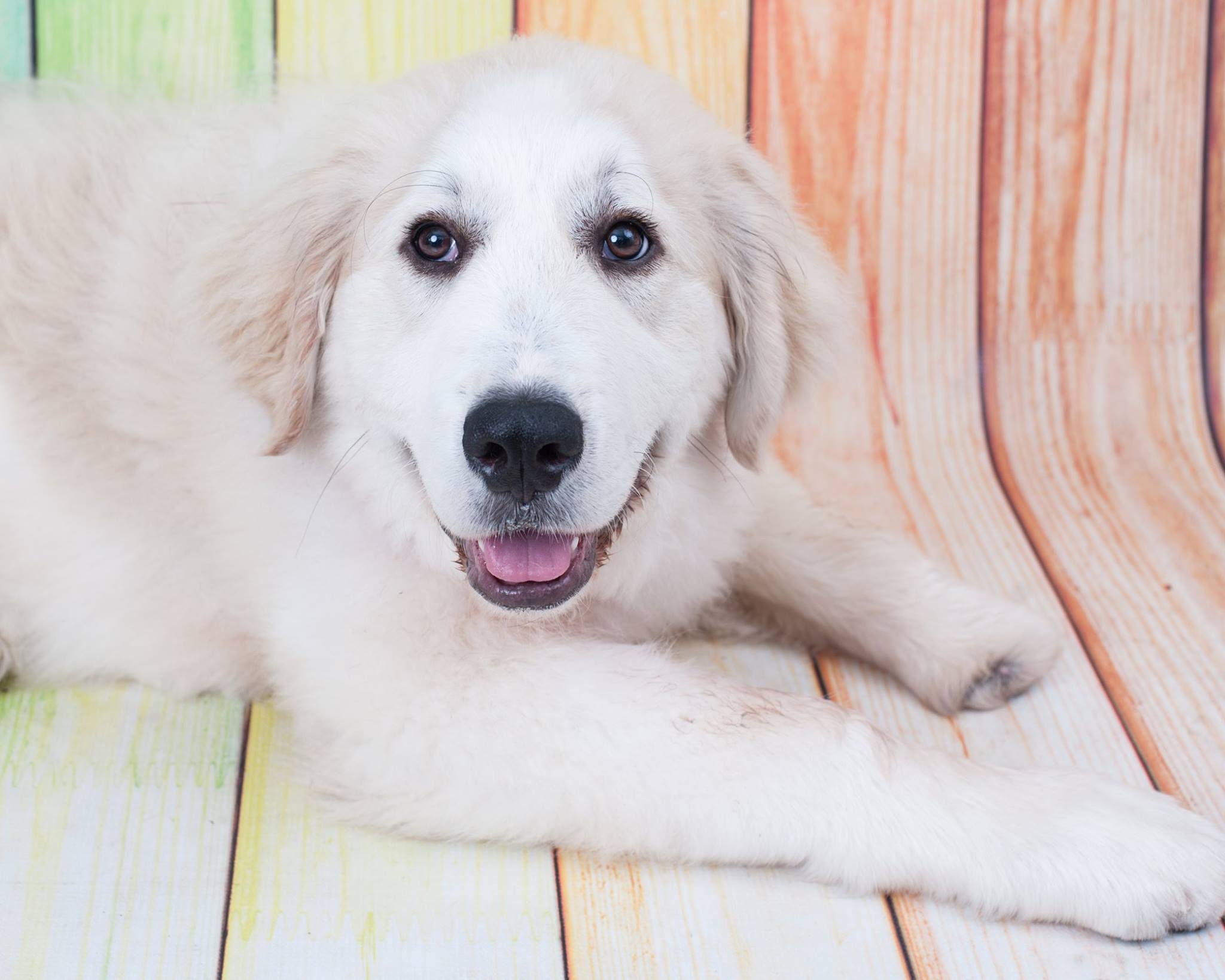 Casper The Dog Rescued From Puppy Mill