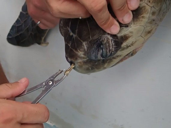 What They Pull From This Turtle’s Nose Will Make You Think Twice About ...