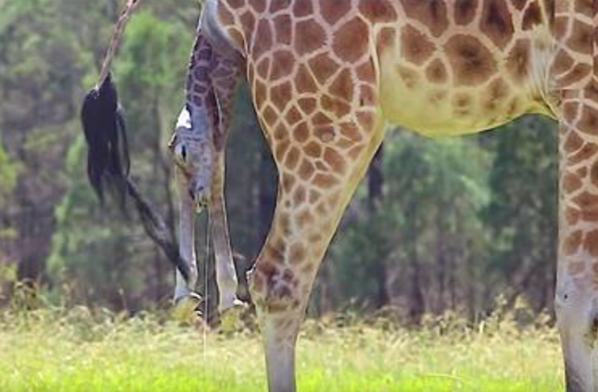 Как рожают жирафы. Рождение жирафа. Роды жирафа. Жираф какает. Беременный Жираф.