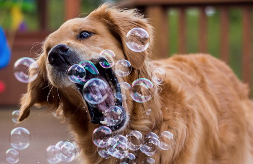 golden retriever loves bubbles