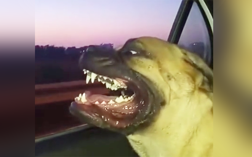 bull mastiff car ride