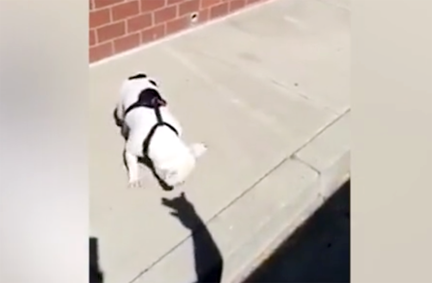 bulldog barks at shadow