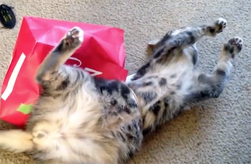 paper bag beats cat