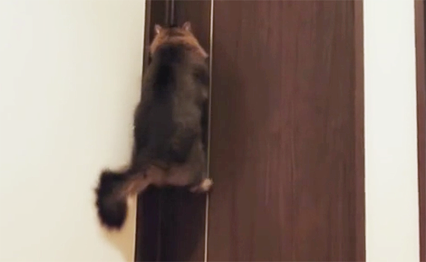 cat opens bedroom door