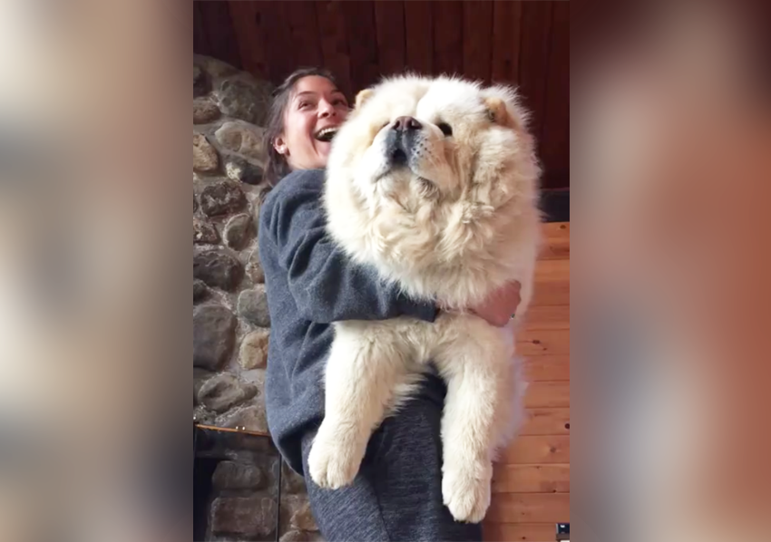 fluffy dog being held