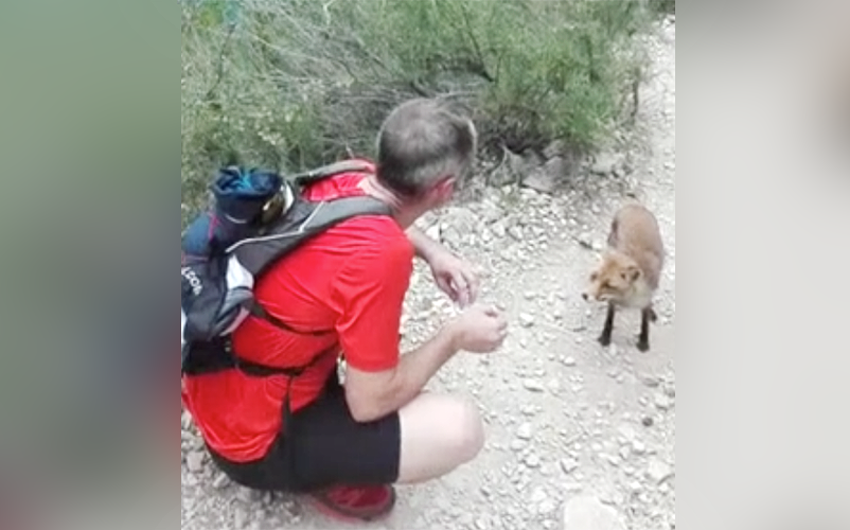 hikers feed fox