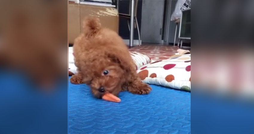 frozen carrot puppy