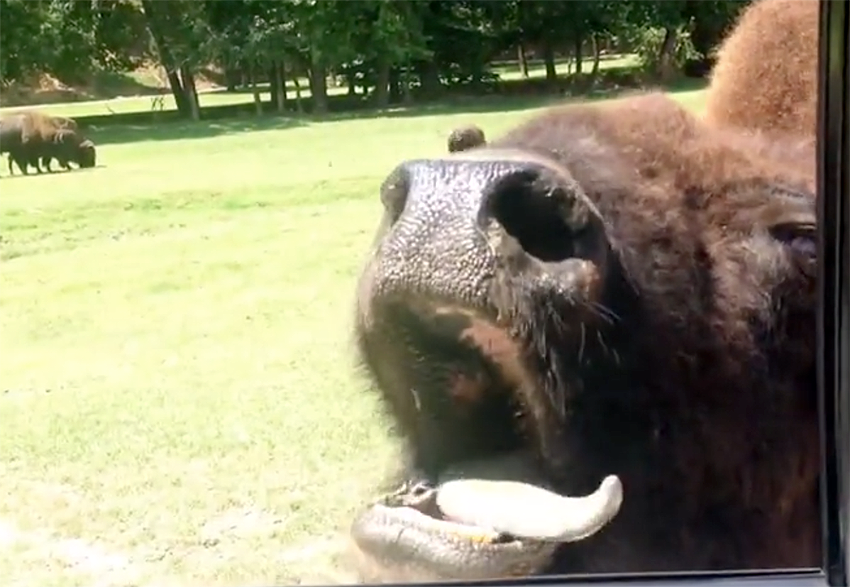 funny buffalo wants a treat