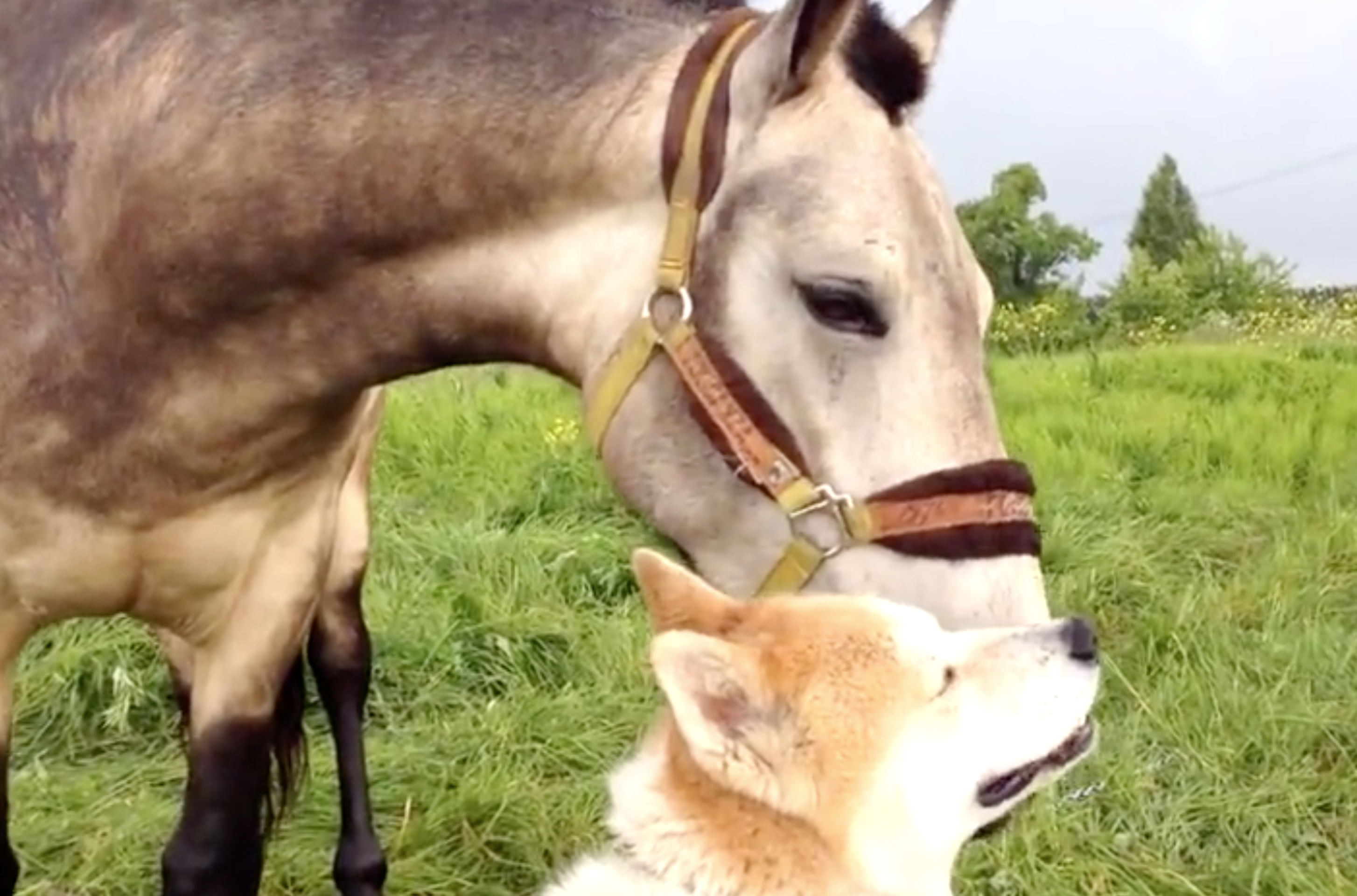 horse dog reunion
