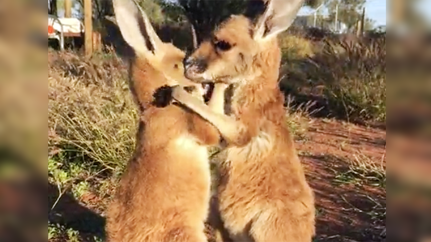 hugging kangaroos