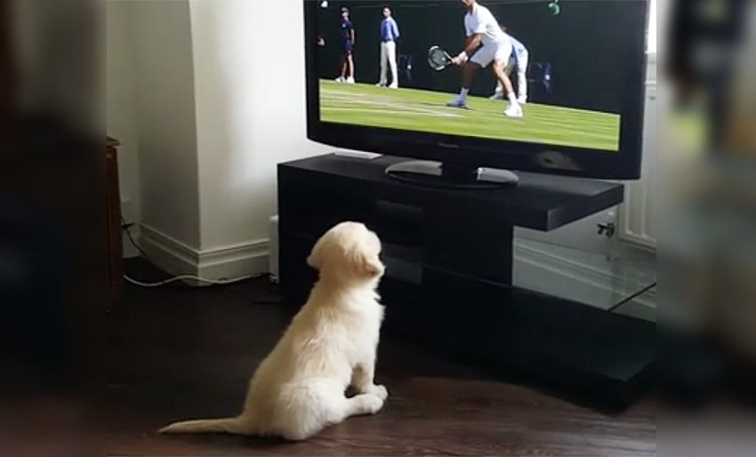 puppy watching tennis