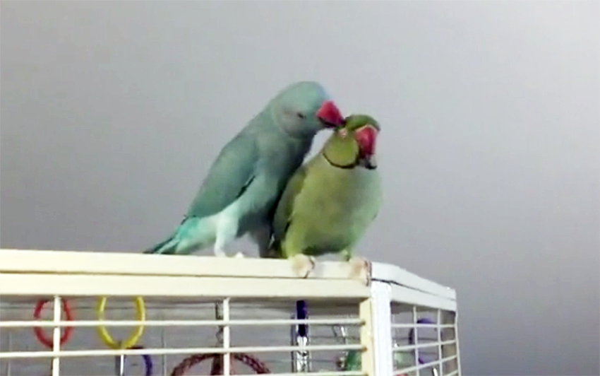 parakeet brothers
