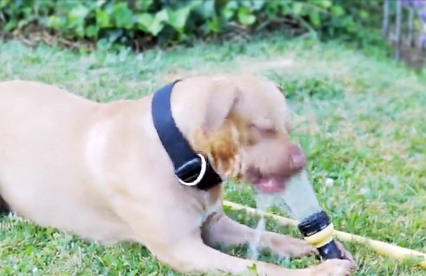 pit bull plays with hose