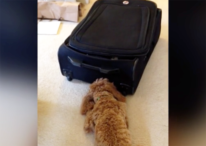 poodle suitcase