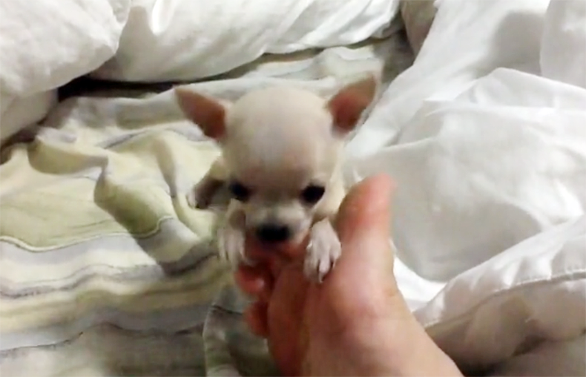 tiny puppy wrestles hand