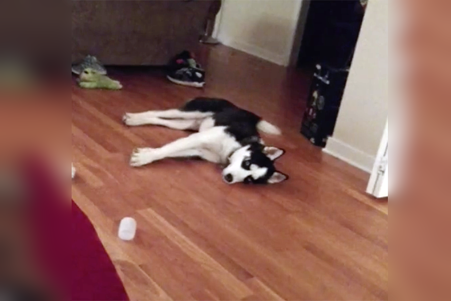 husky throws tantrum