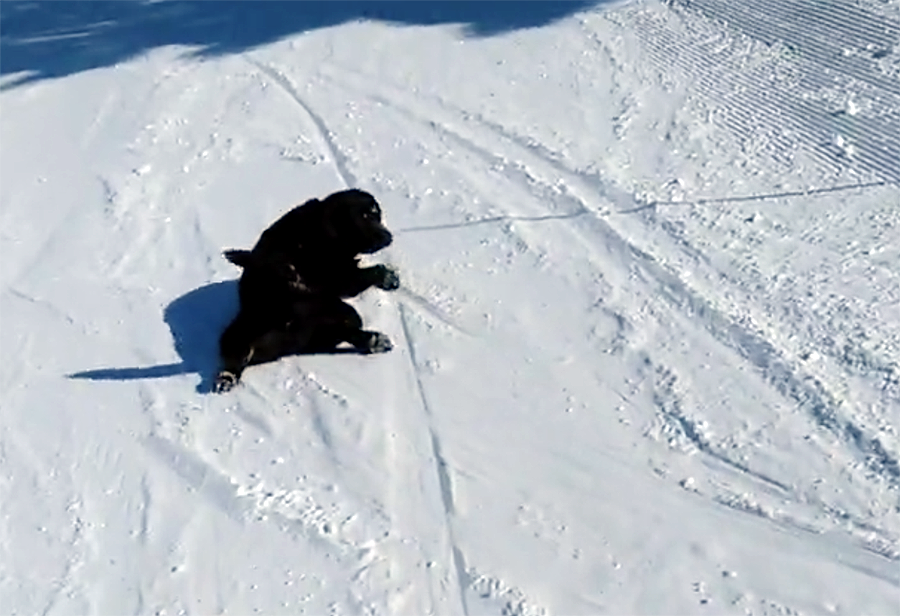 labrador sliding on snow