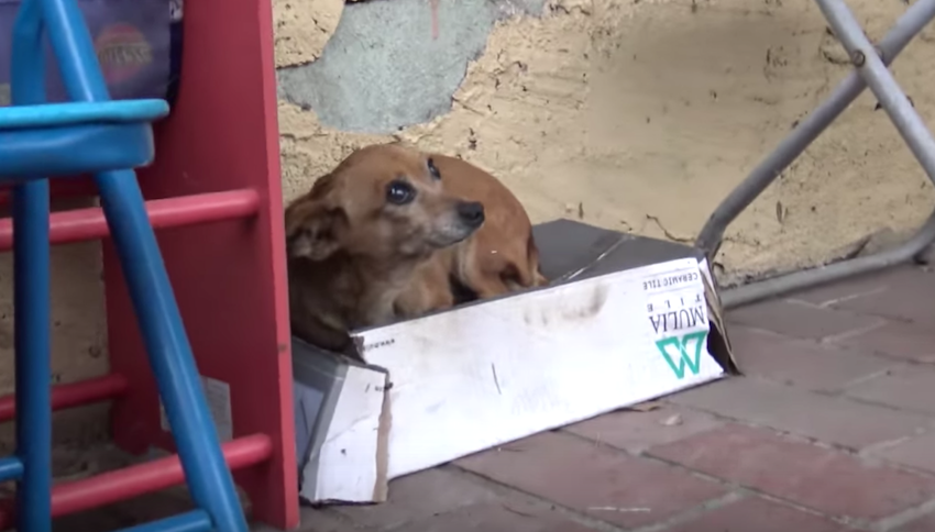 Three-Legged Dog Rescued From Shoebox In The Rain