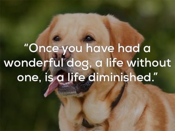 25 Famous Quotes About Dogs
