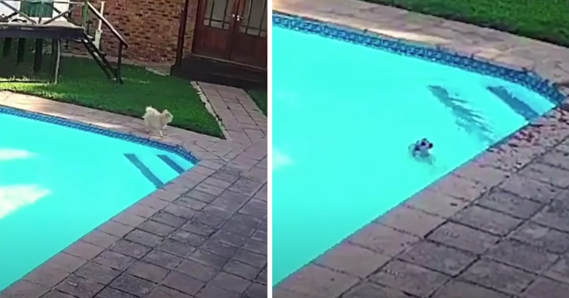 Pomeranian Falls In The Pool And Can’t Get Out, So A Friend Runs Over